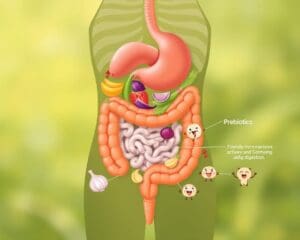 Die Rolle von Präbiotika in der Verdauung