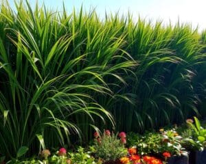 Sichtschutz aus Gräsern: Elegante Barrieren für den Garten