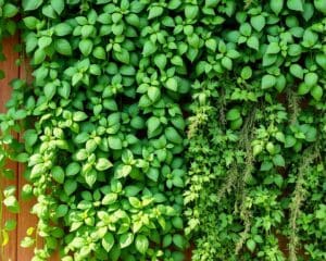 Vertikale Kräutergärten: Mehr frische Aromen auf wenig Raum