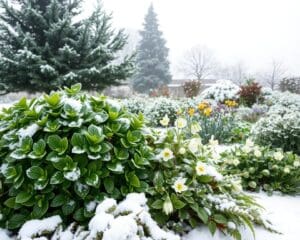 Welche Pflanzen überleben den Winter draußen?