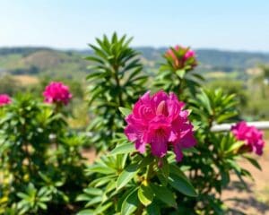 Wie pflegt man einen Rhododendron richtig?