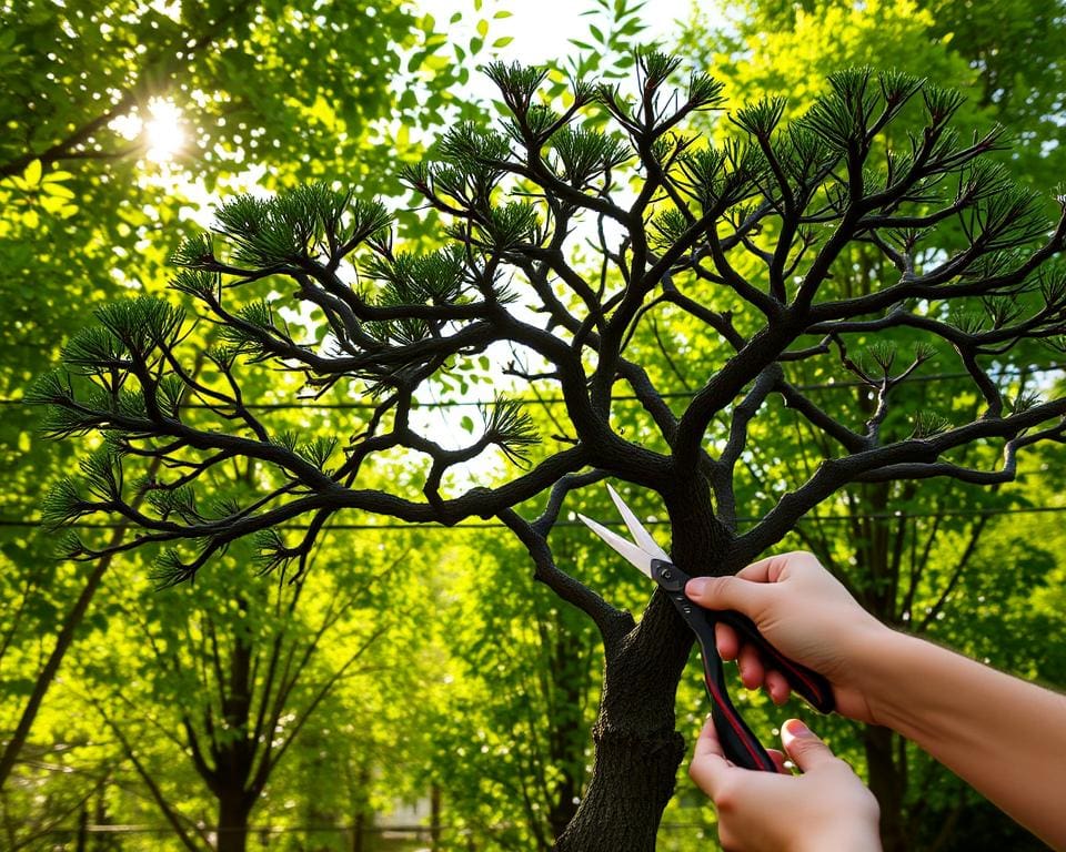 Spalierbaum Pflege