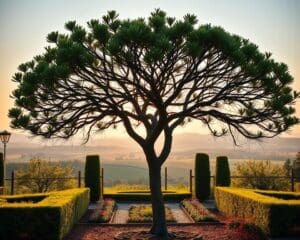 Was ist ein Spalierbaum und wie funktioniert er?