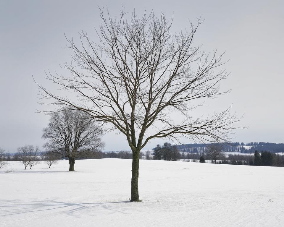 Esche Baumart Winter