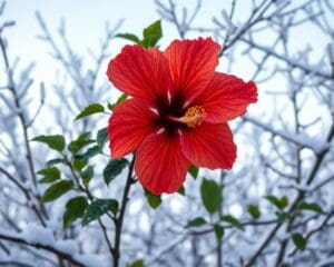 Ist der Hibiskus winterhart in Deutschland?