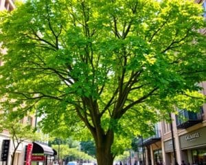 Ist die Linde ein guter Straßenbaum?