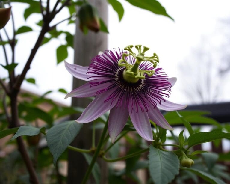 Ist die Passionsblume winterfest?