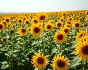 Kann man Sonnenblumen mehrjährig kultivieren?