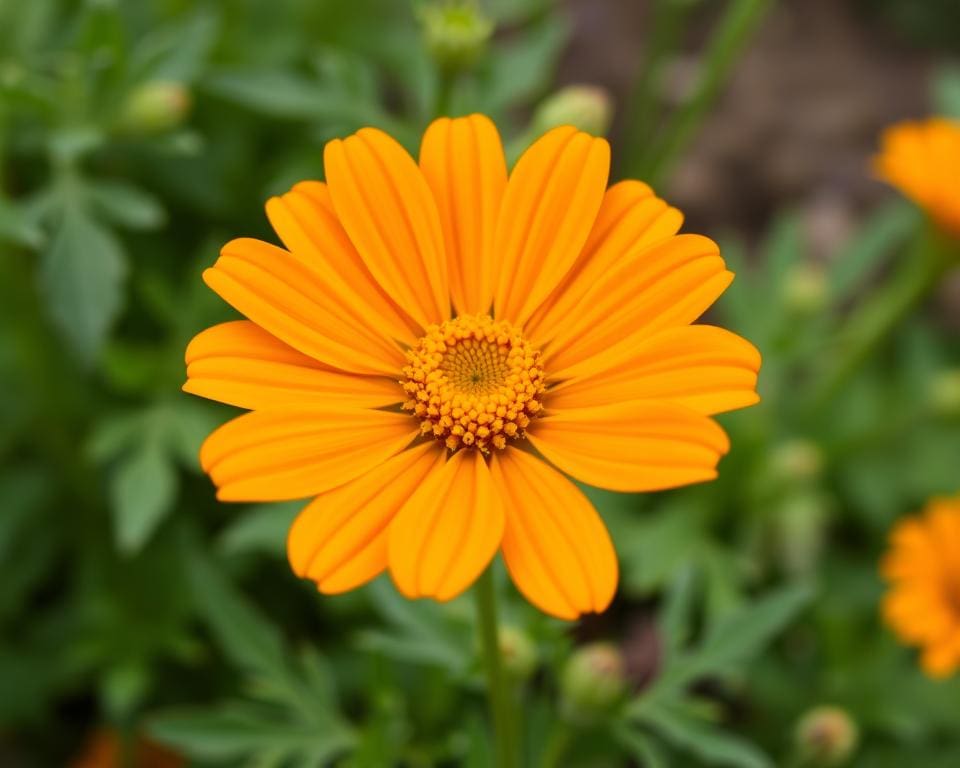 Ringelblume anbauen