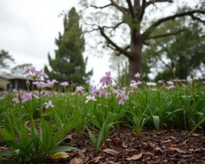 Welche Blumen blühen auch ohne Sonne?