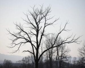 Wie erkennt man eine Esche im Winter?