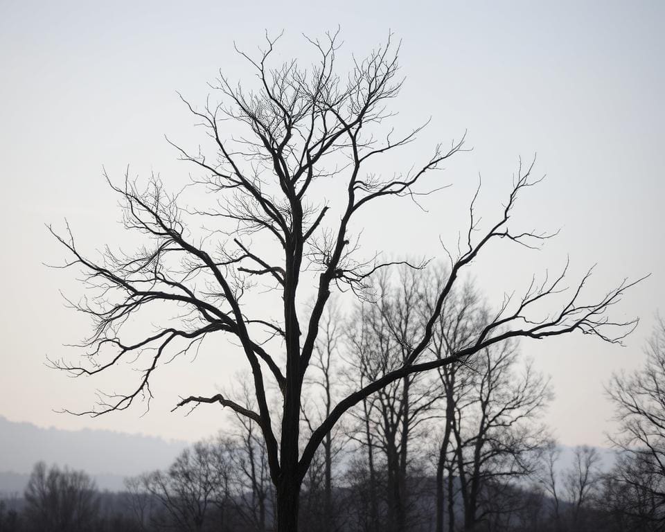 Wie erkennt man eine Esche im Winter?