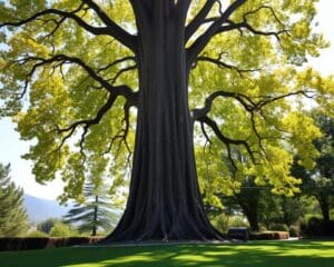 Wie groß wird ein Ginkgo-Baum?