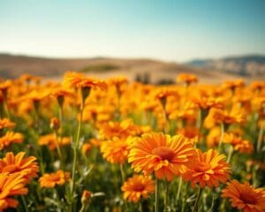 Wie lange blüht die Ringelblume?