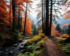 Was macht den Schwarzwald attraktiv?